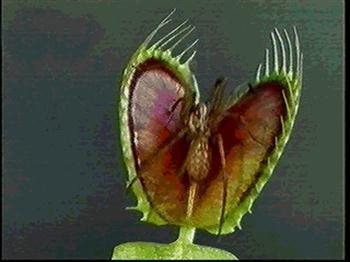 گیاهان گوشتخوار